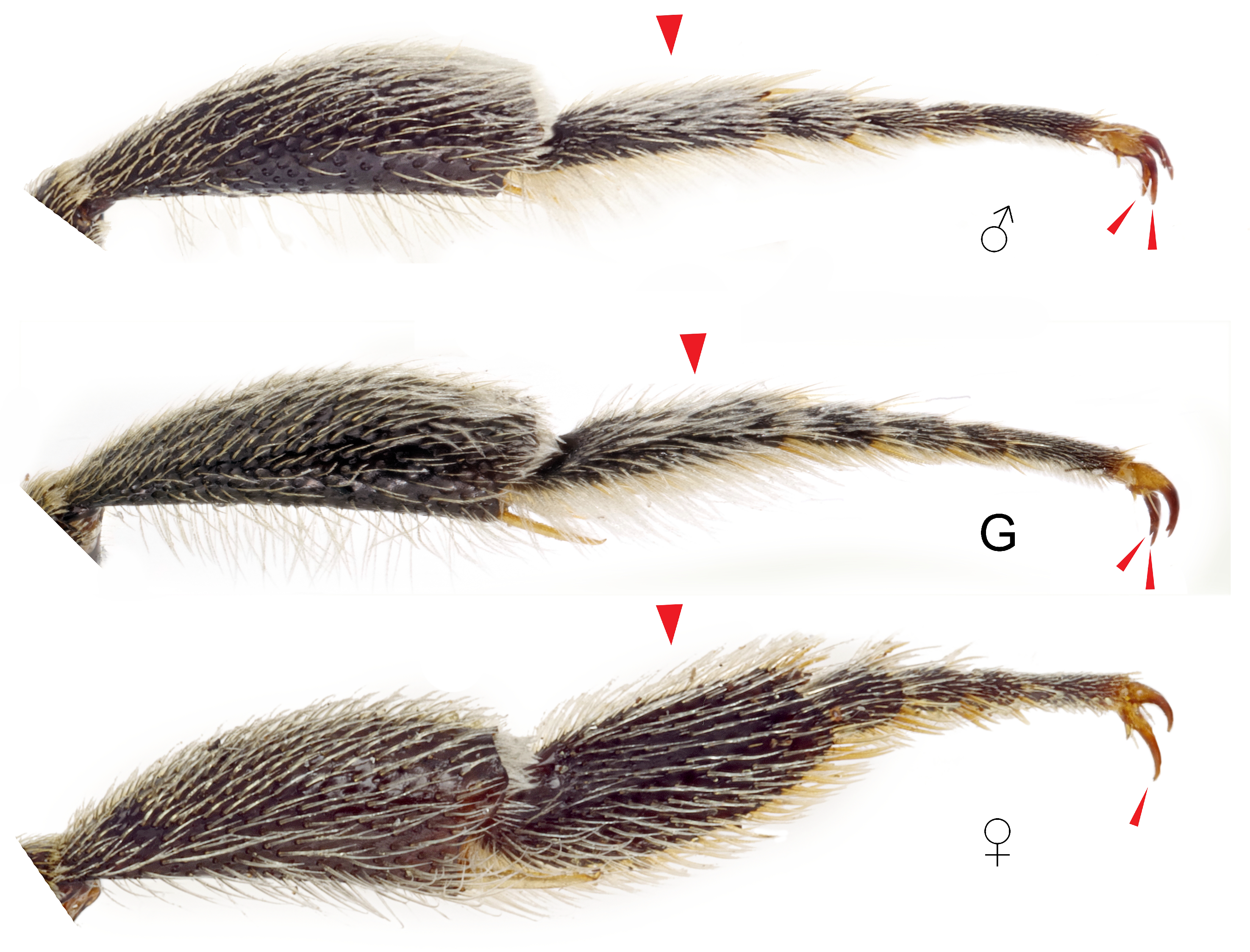 Insects 12 00437 g007 Insects 12 00437 g007