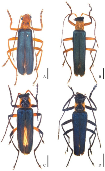 Insects 12 00445 g001