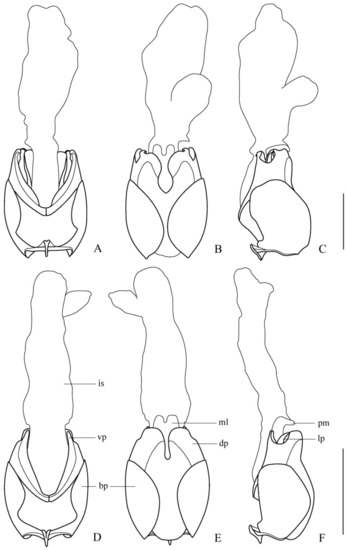 Insects 12 00445 g002