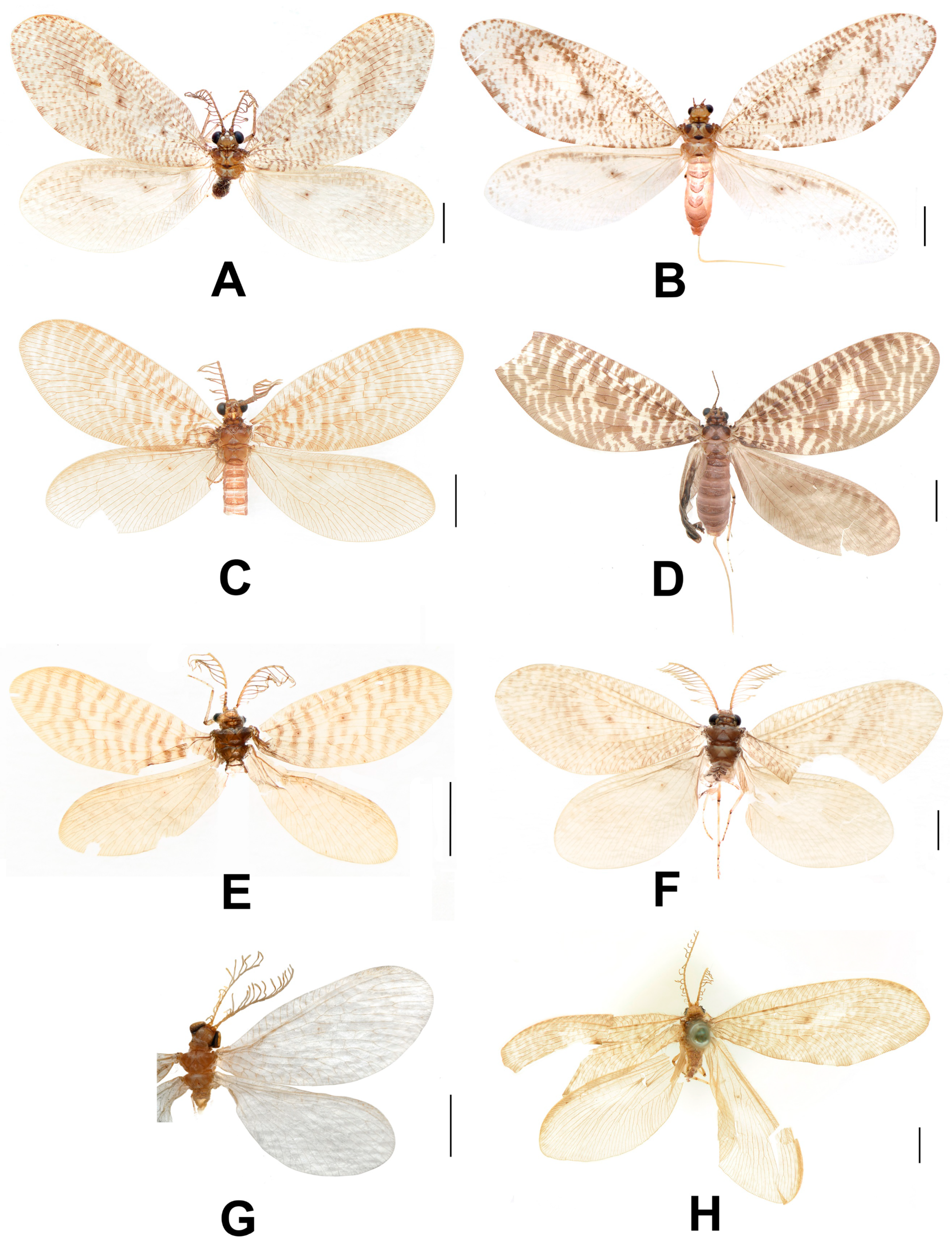 Insects 12 00451 g001