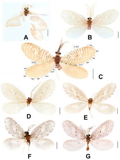 Insects 12 00451 g002