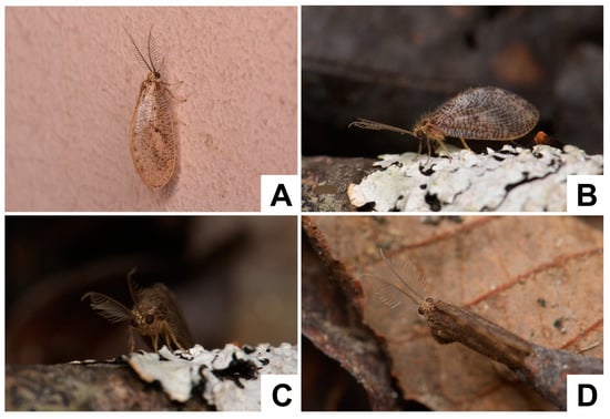 Insects 12 00451 g003