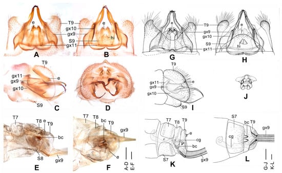Insects 12 00451 g004