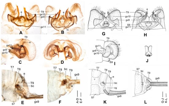 Insects 12 00451 g013