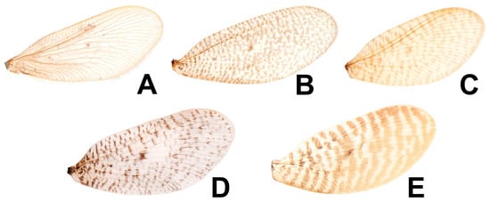 Insects 12 00451 g017