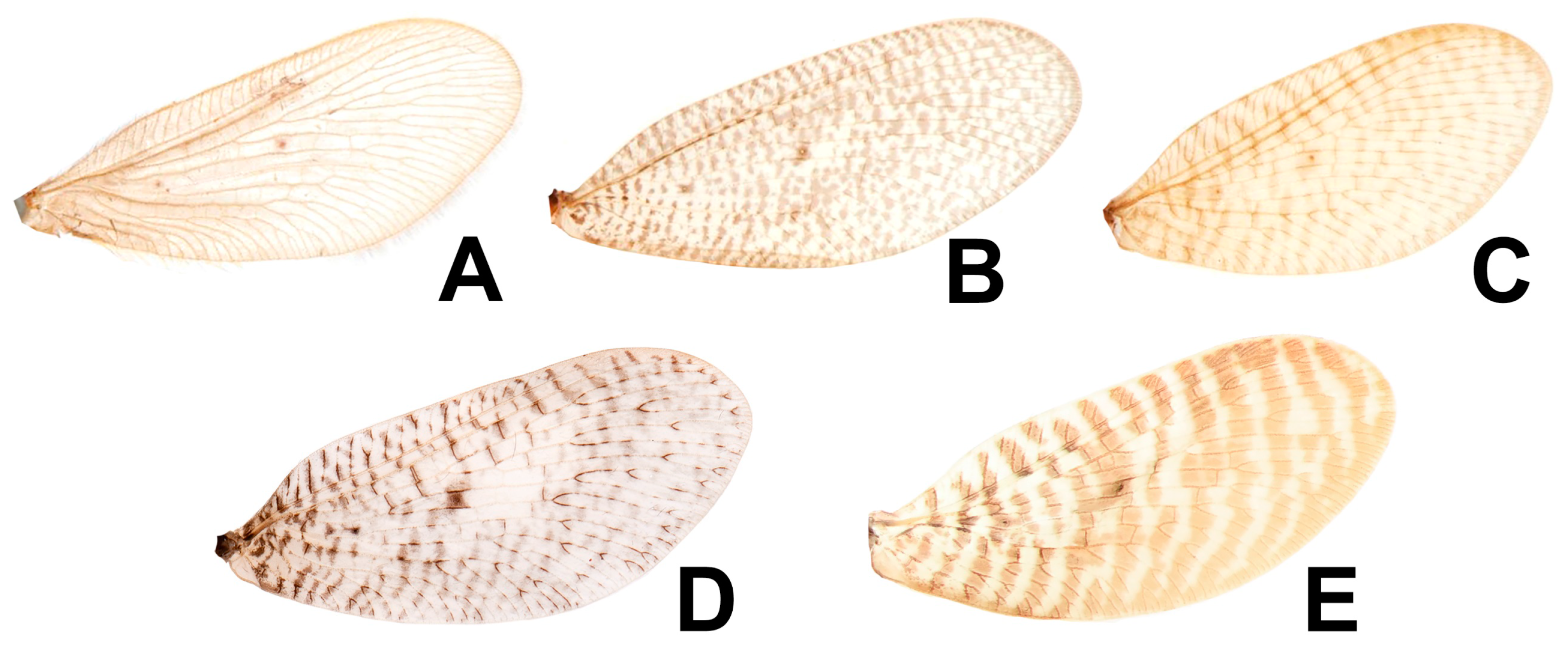 Insects 12 00451 g017