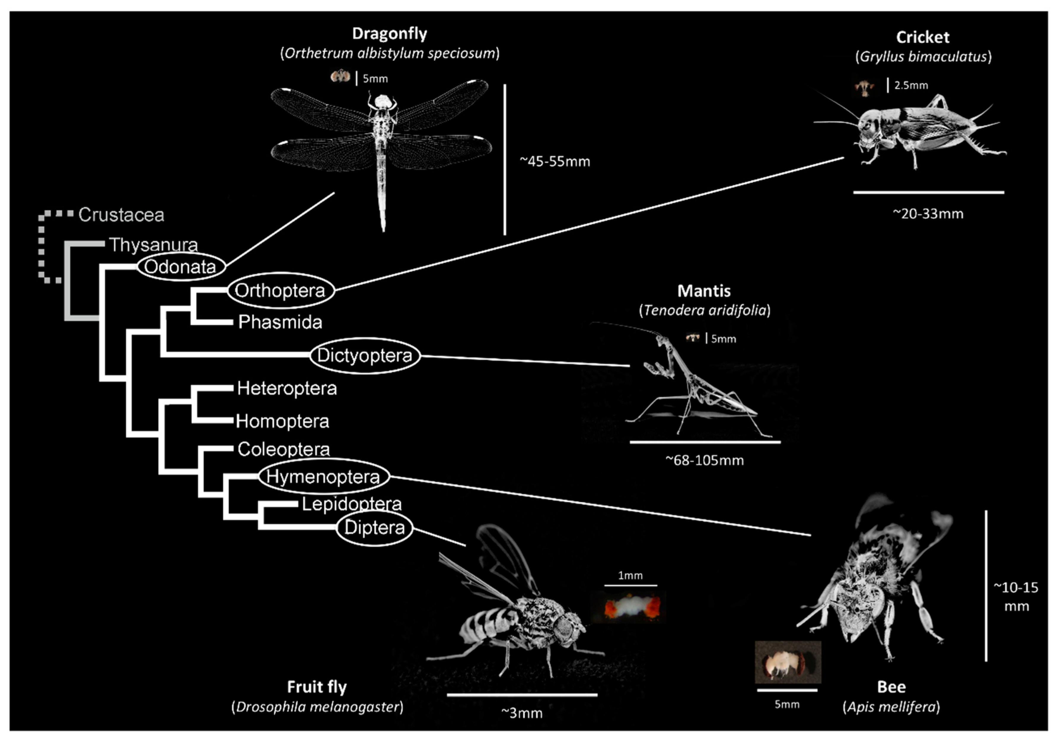 Insects 12 00461 g001