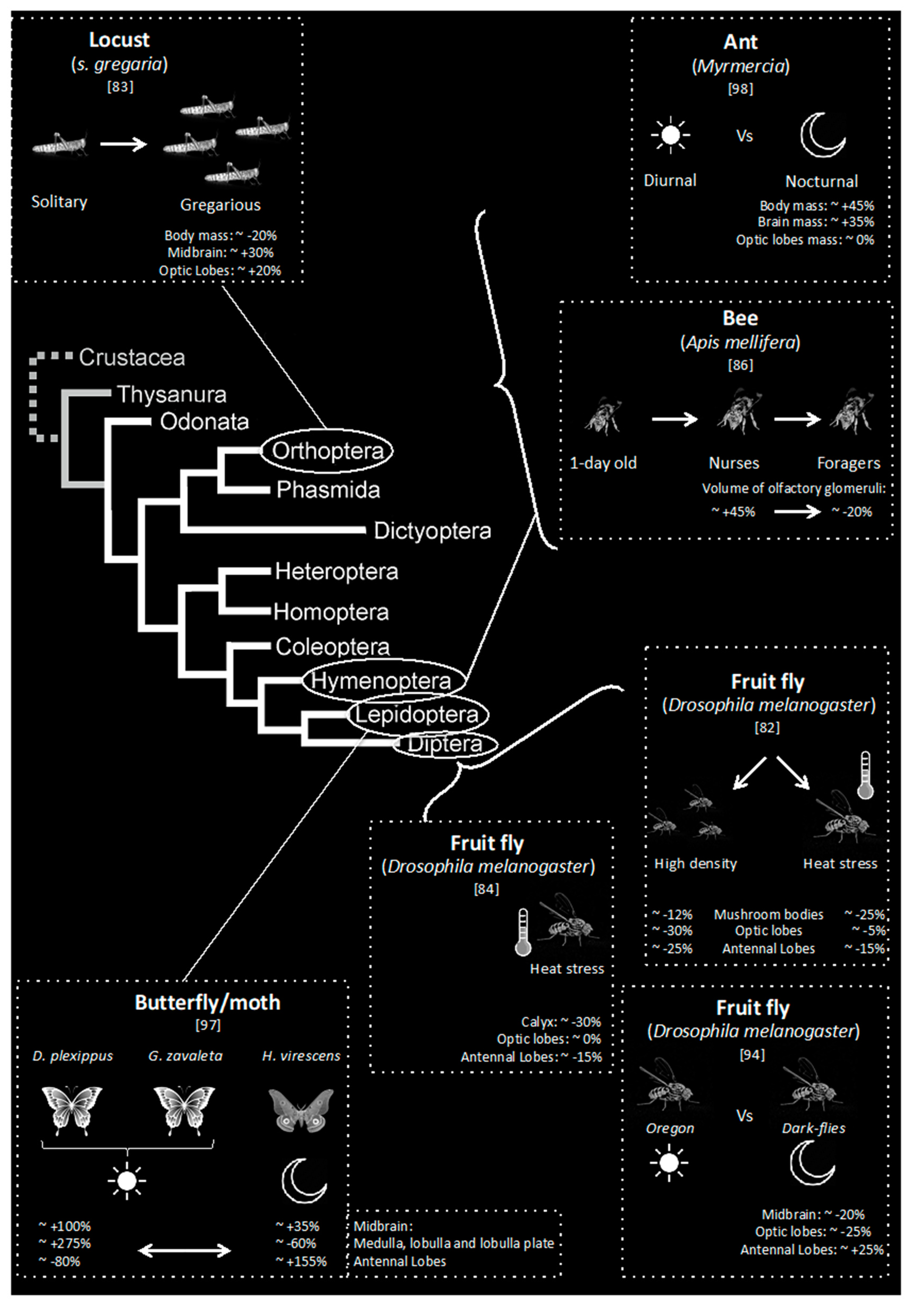 Insects 12 00461 g002