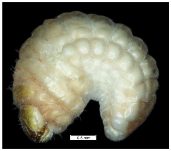 Insects 12 00489 g001