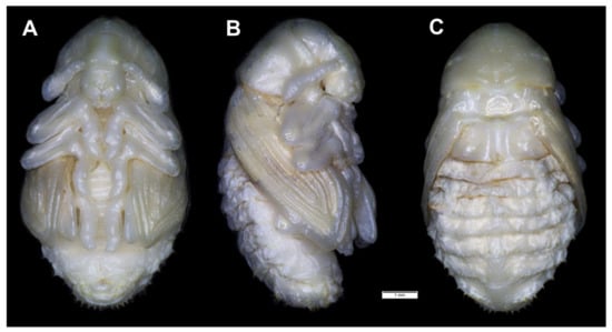 Insects 12 00489 g019