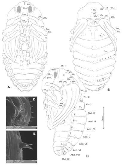 Insects 12 00489 g020