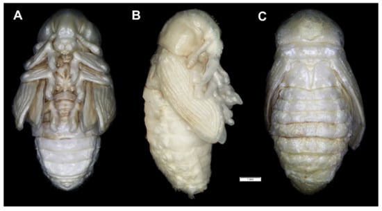 Insects 12 00489 g021