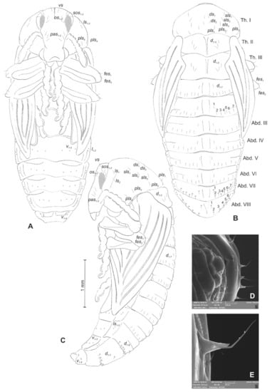 Insects 12 00489 g022