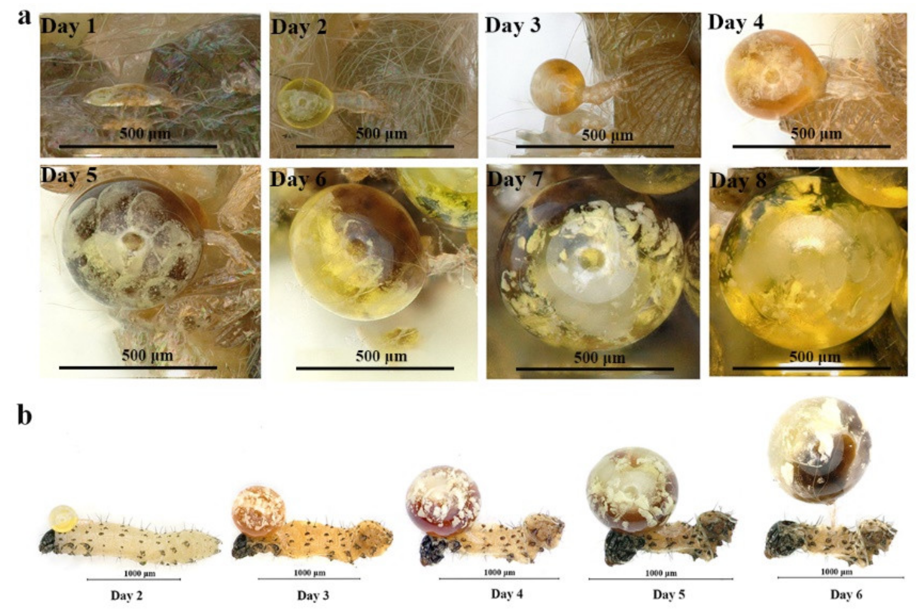 Insects 12 00490 g001