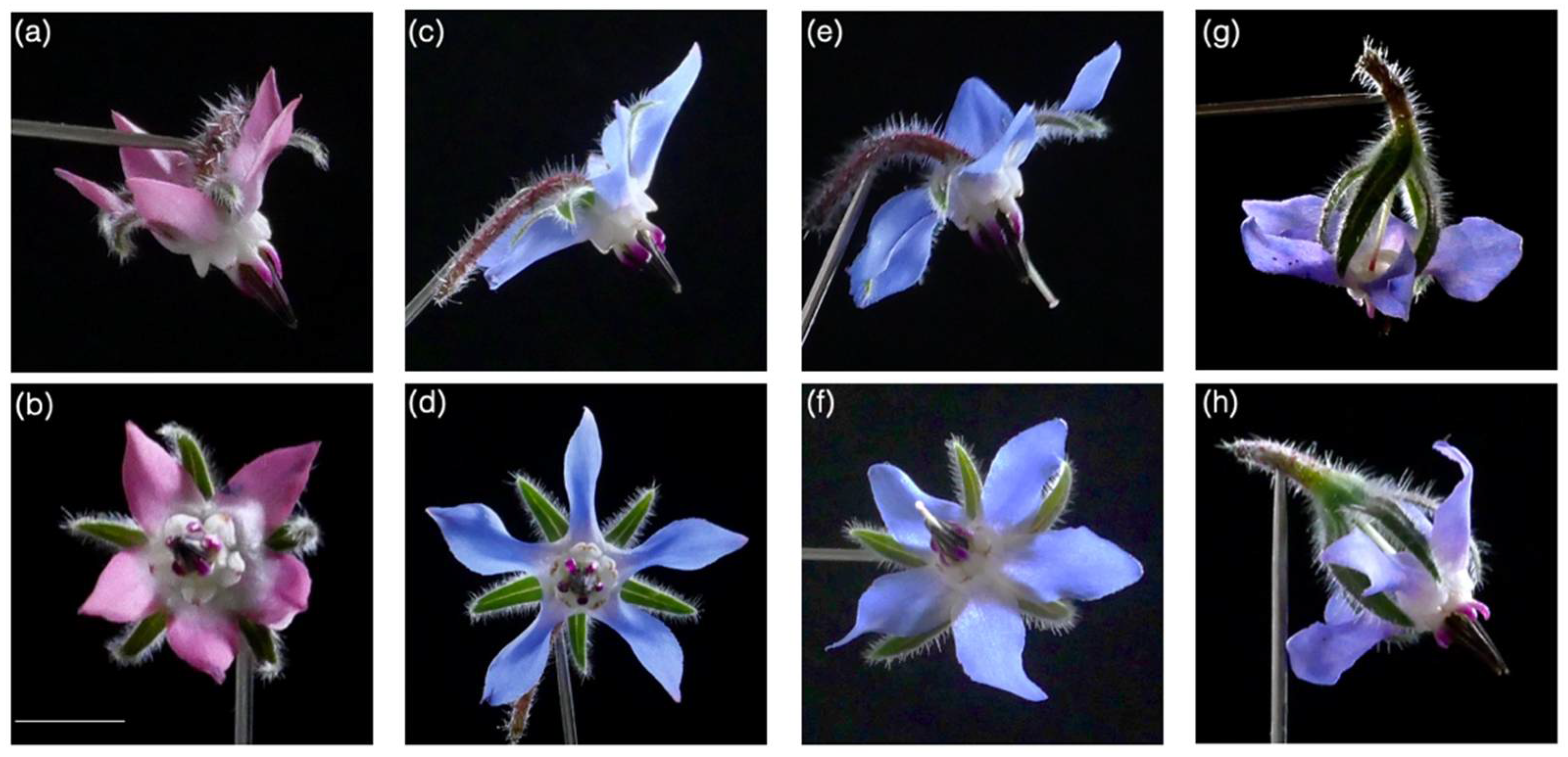 Insects 12 00493 g001