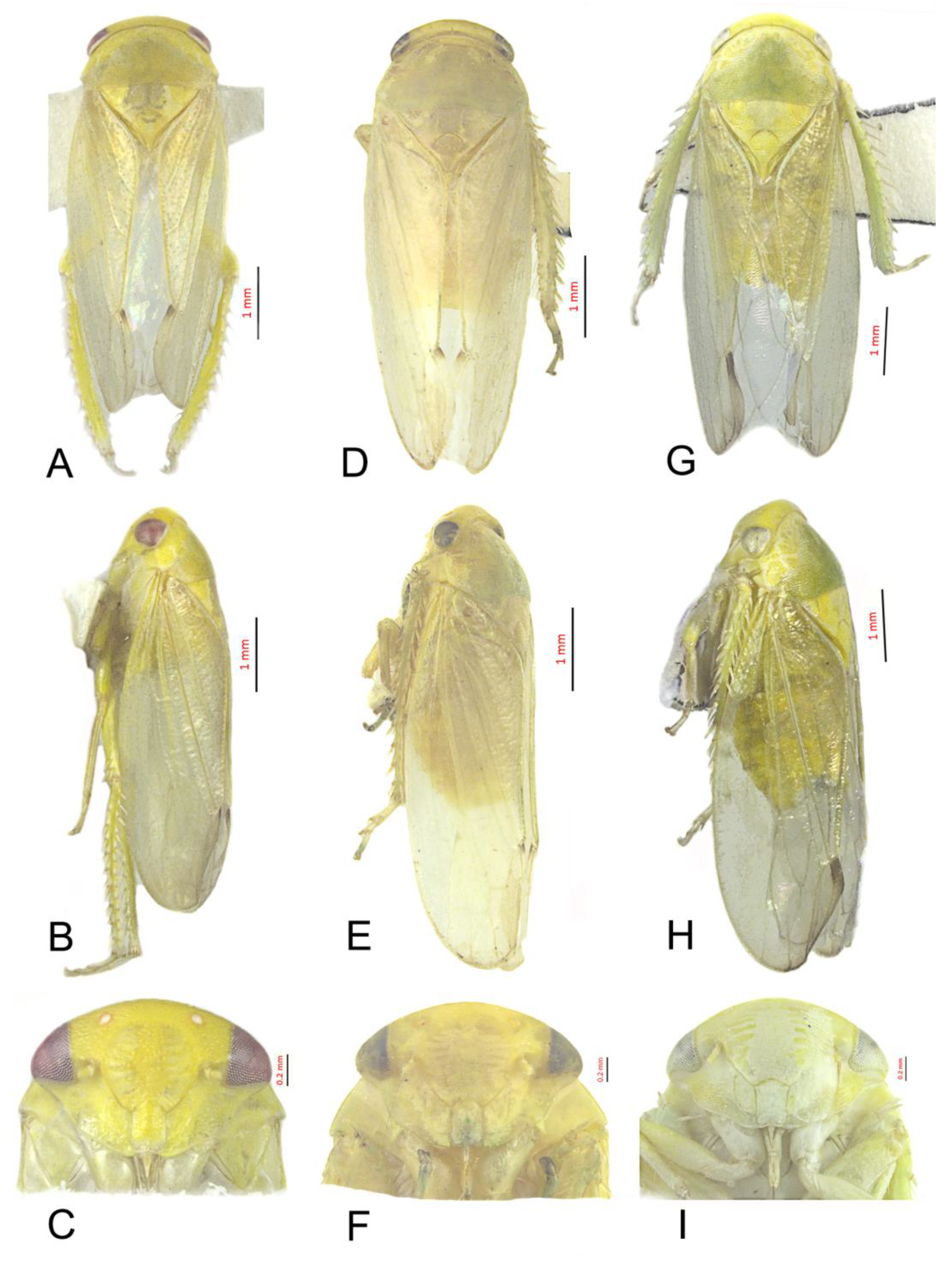 Insects 12 00494 g002