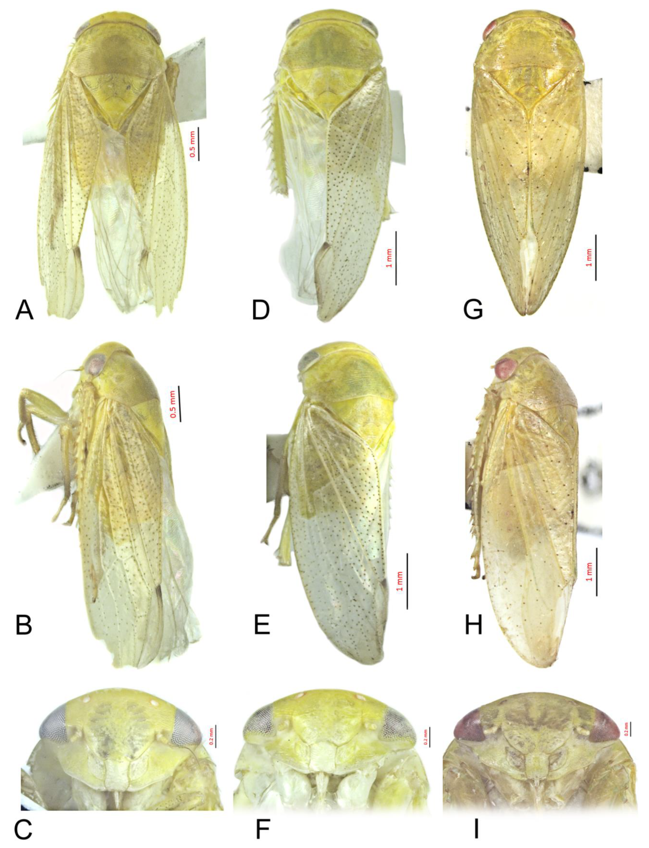 Insects 12 00494 g003
