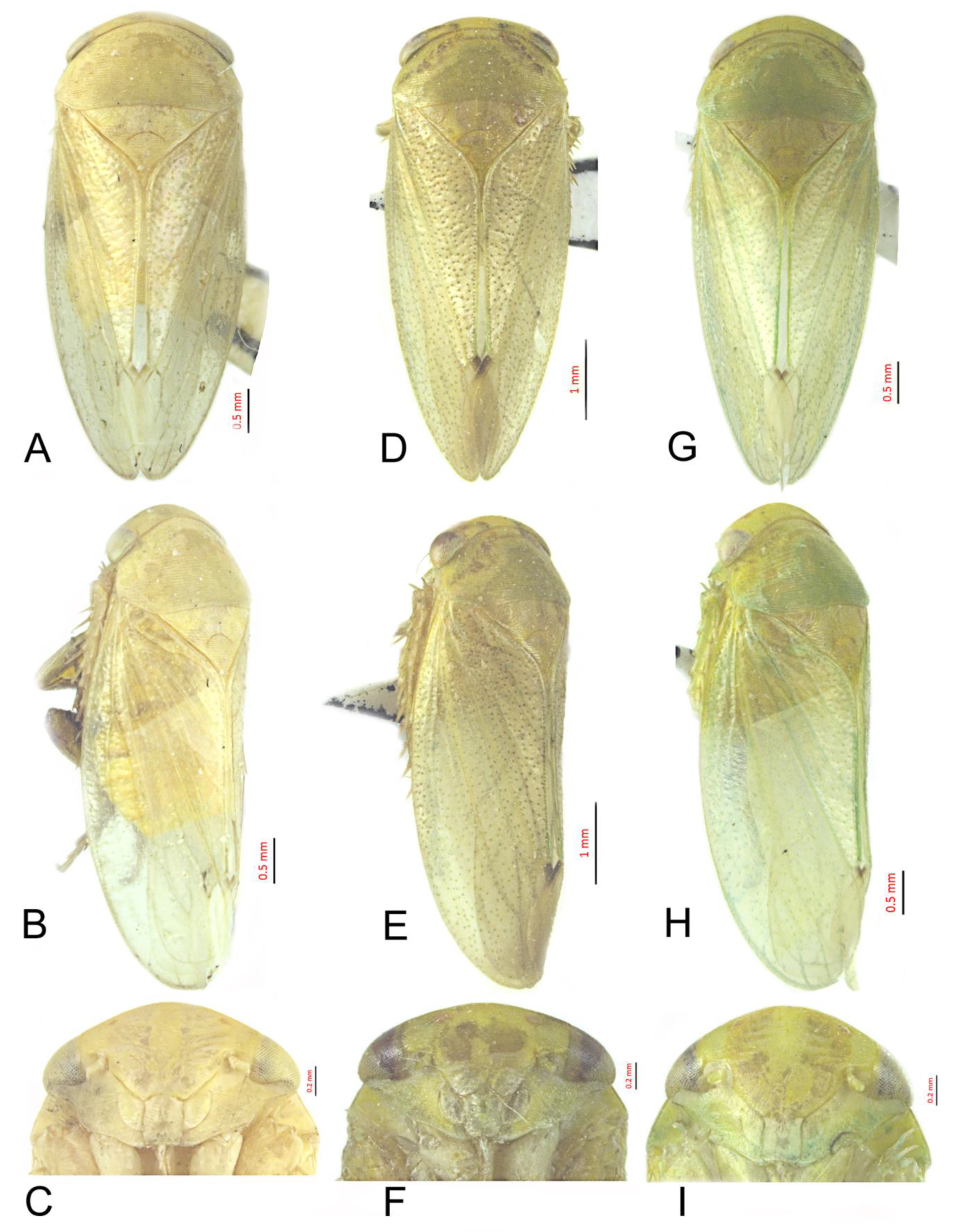 Insects 12 00494 g004