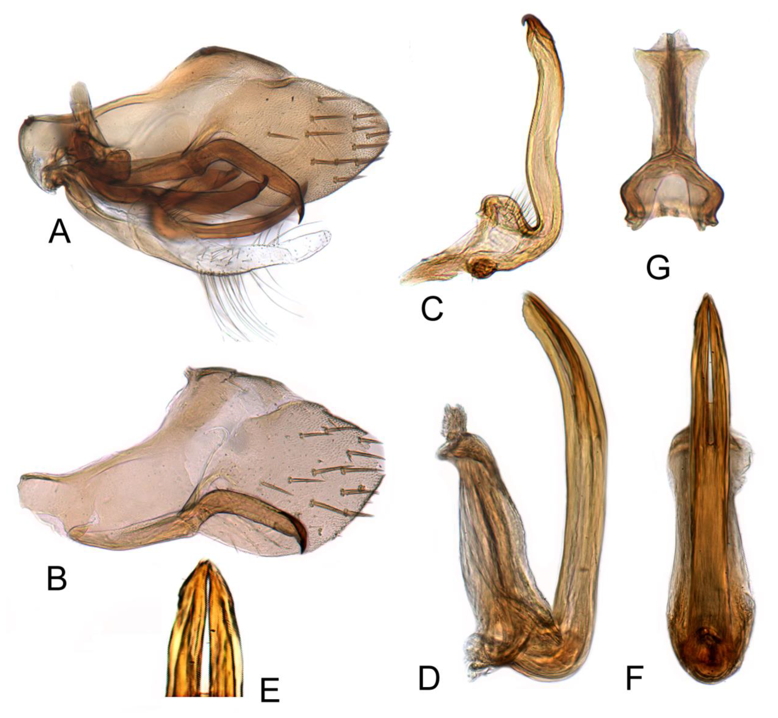 Insects 12 00494 g006