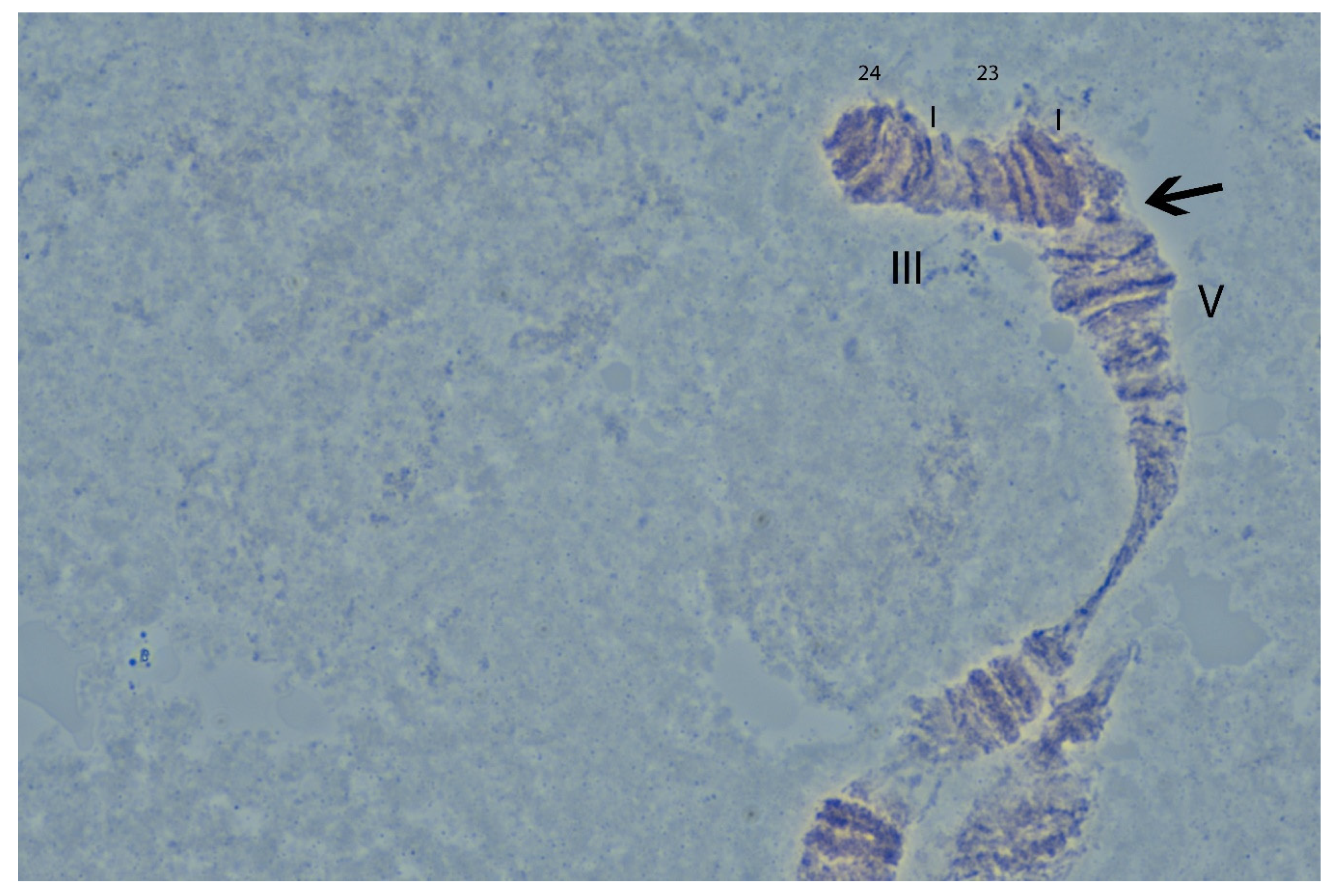 Insects 12 00499 g005 Insects 12 00499 g005
