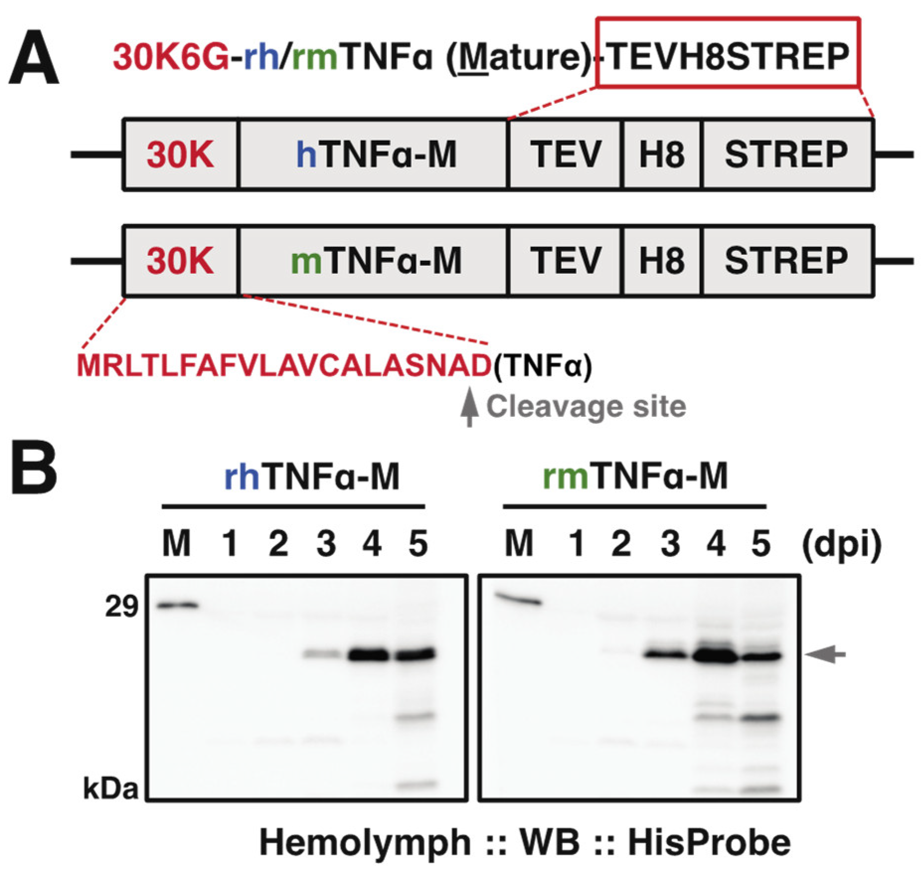 Insects 12 00517 g001