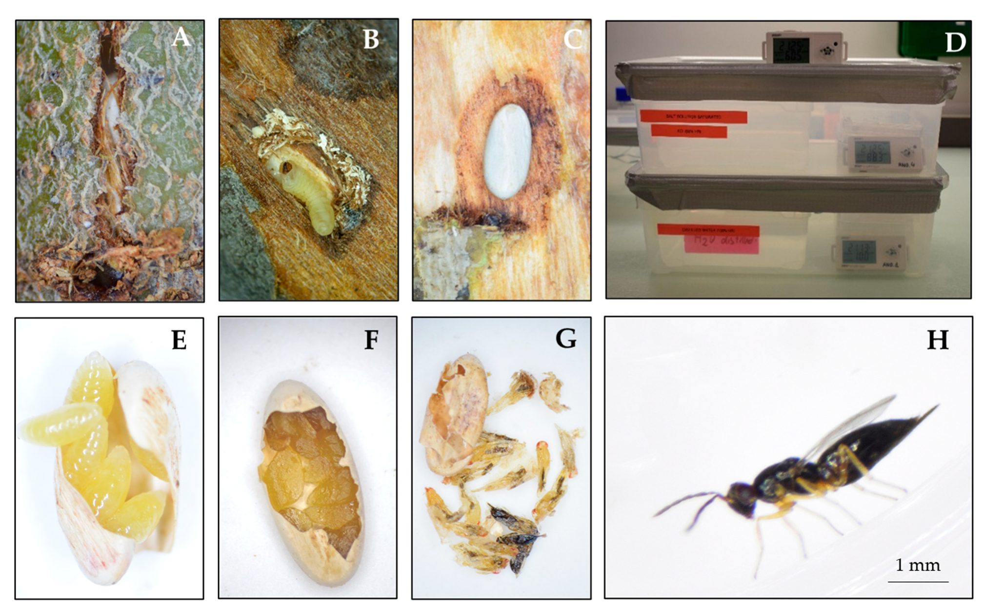Insects 12 00535 g001