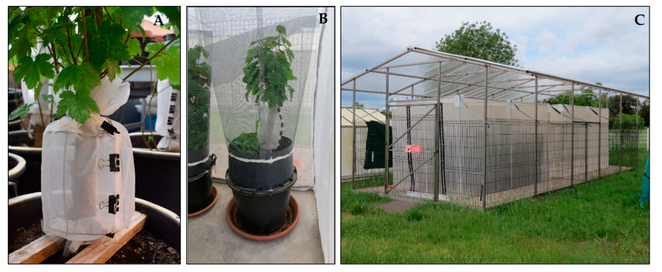 Insects 12 00535 g002