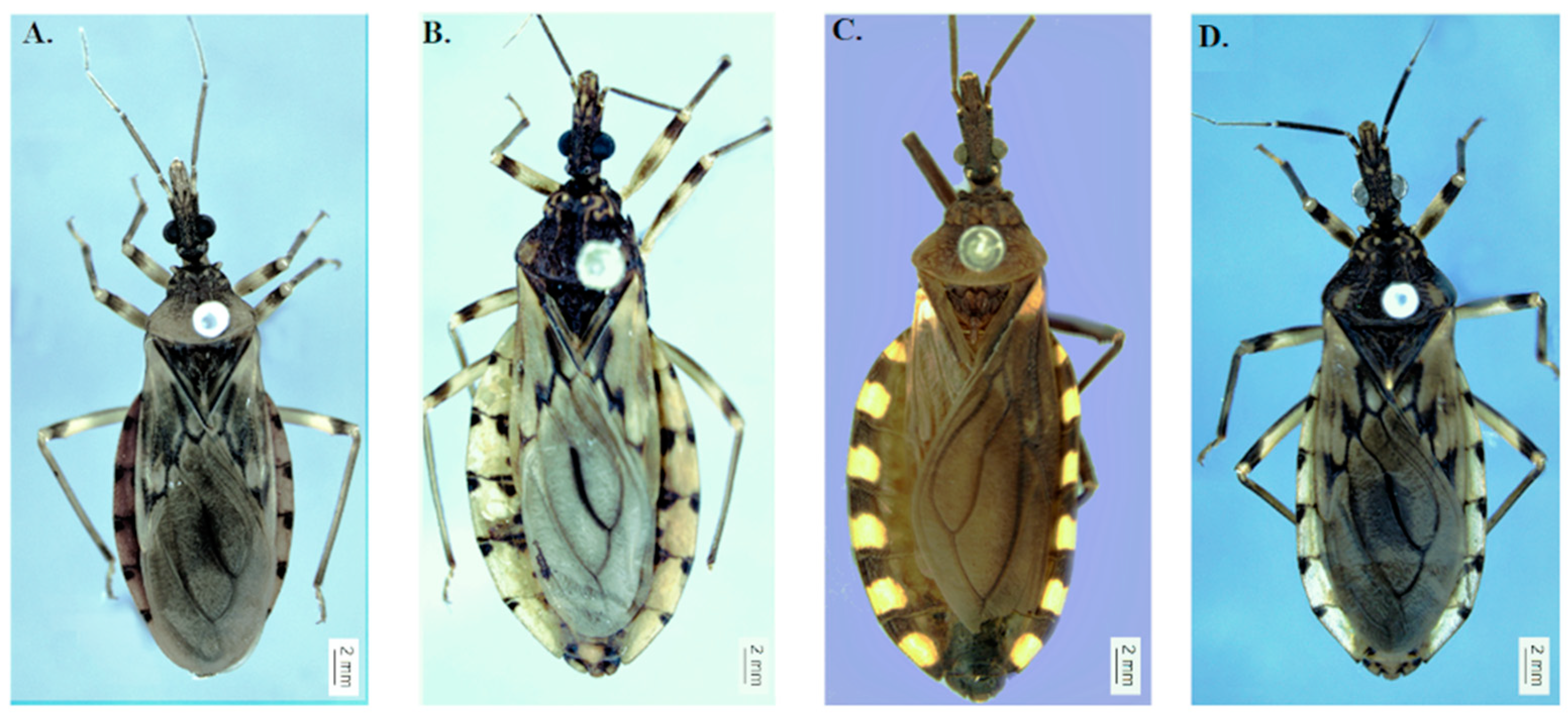 Insects 12 00537 g001 Insects 12 00537 g001
