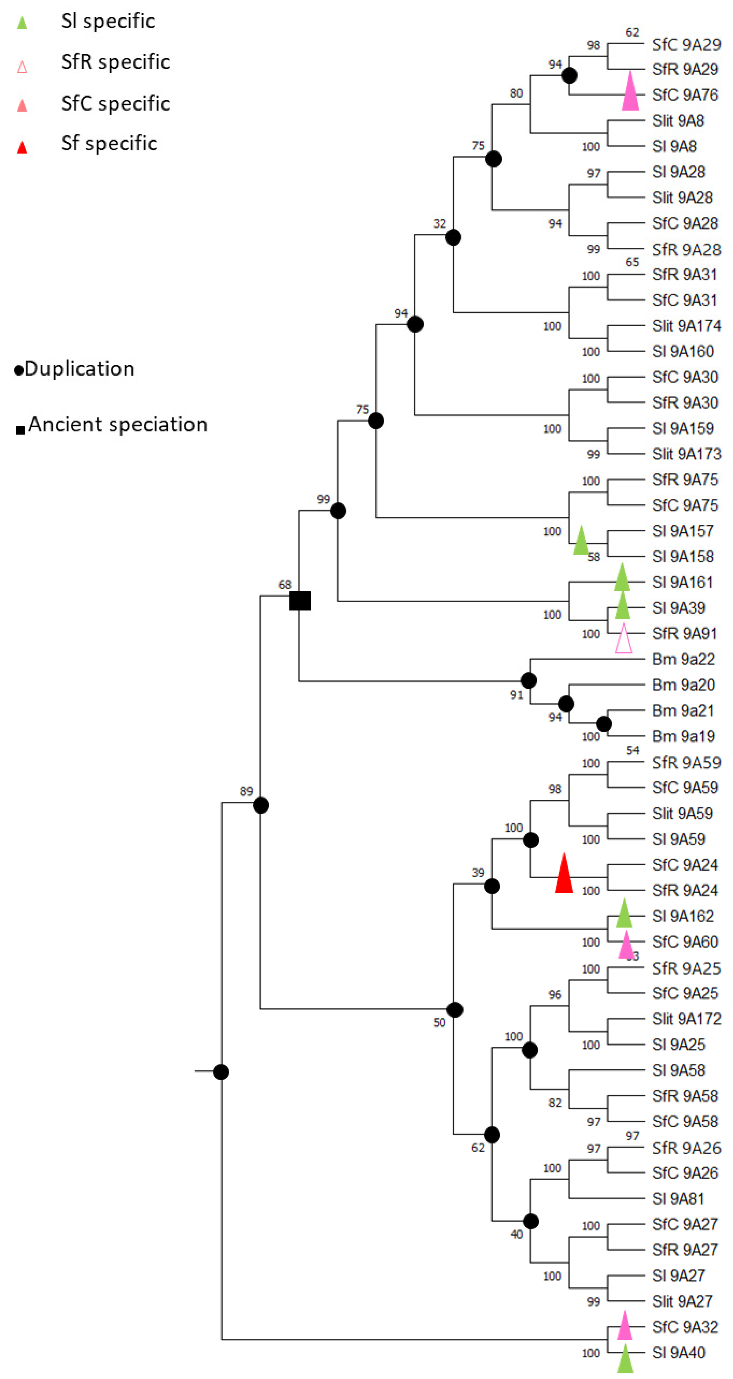 Insects 12 00544 g002