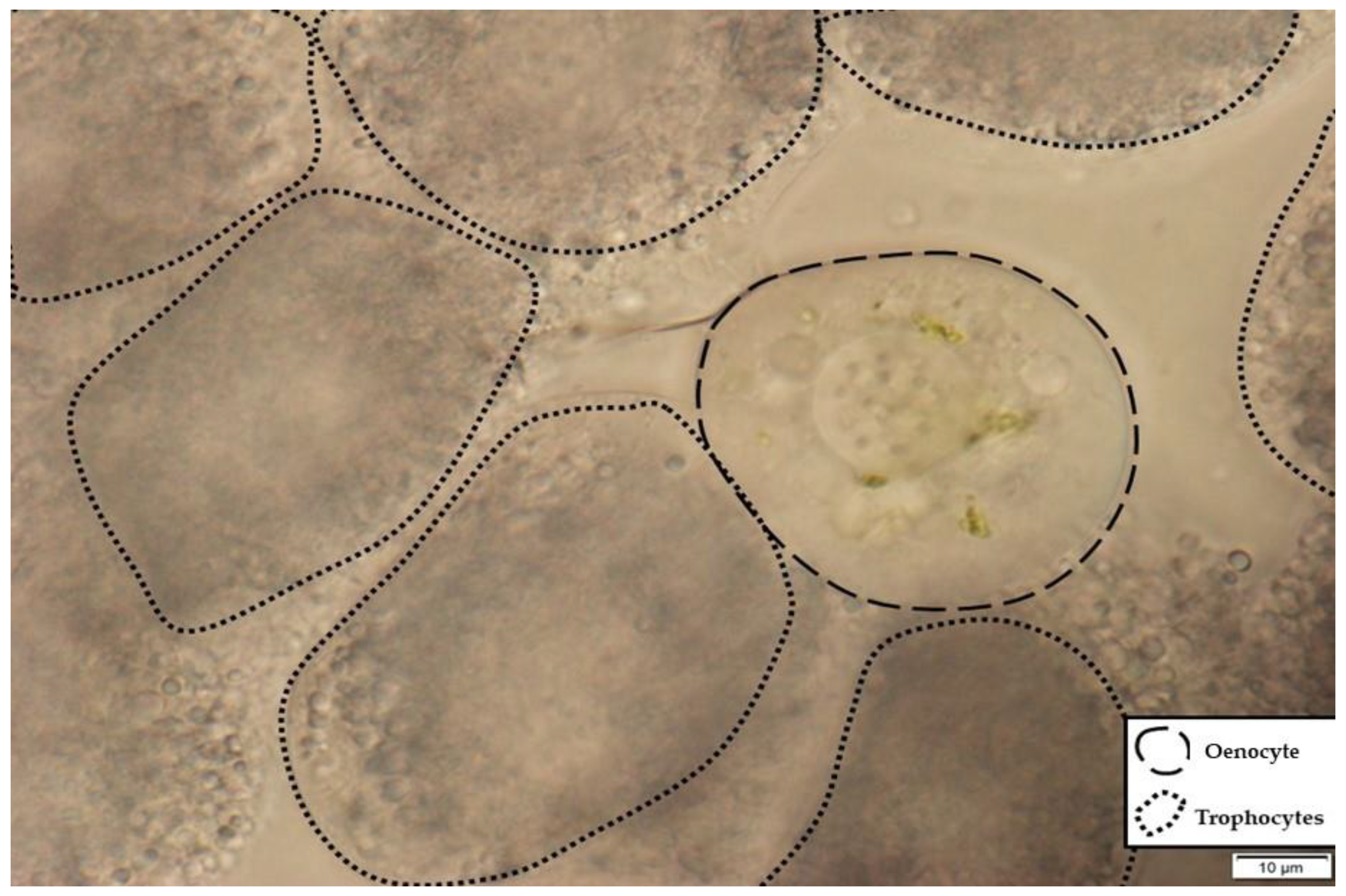 Insects 12 00547 g001 Insects 12 00547 g001