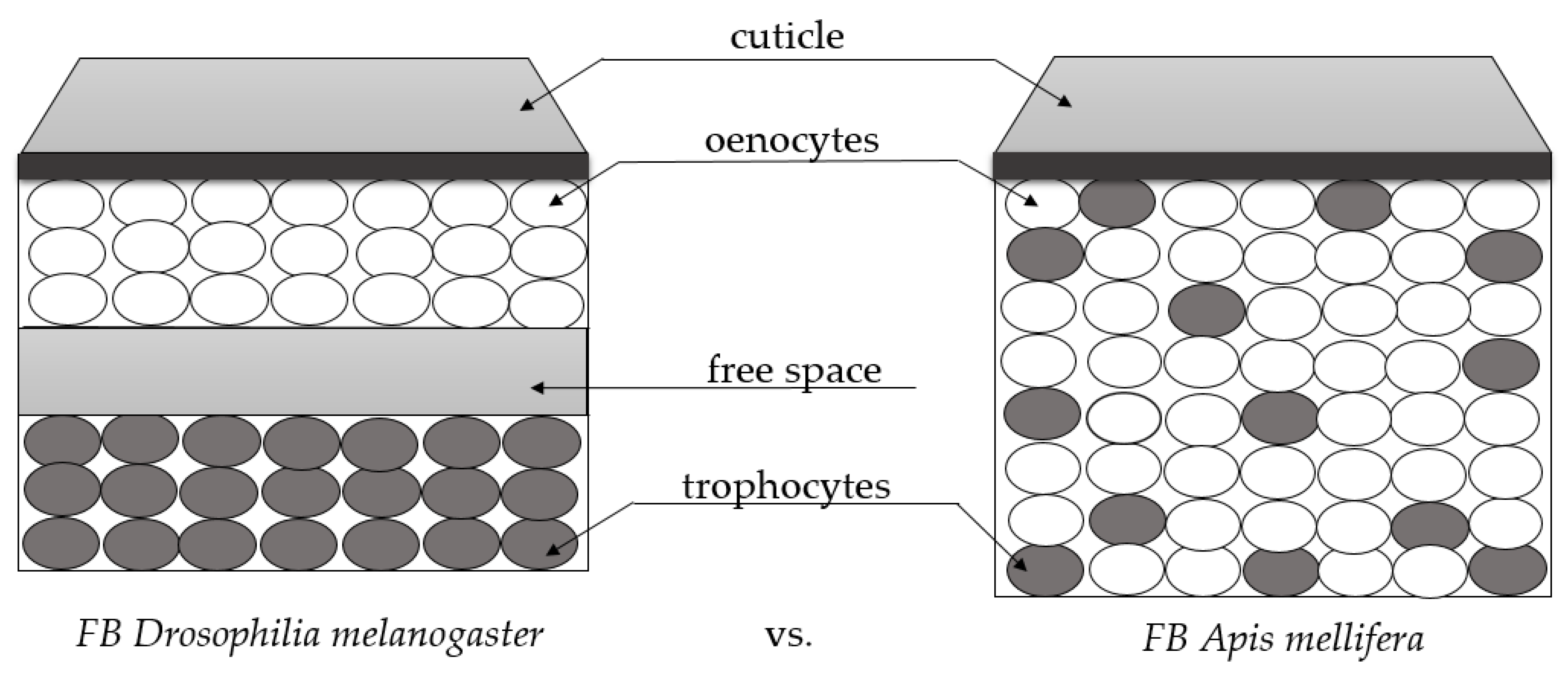 Insects 12 00547 g002 Insects 12 00547 g002