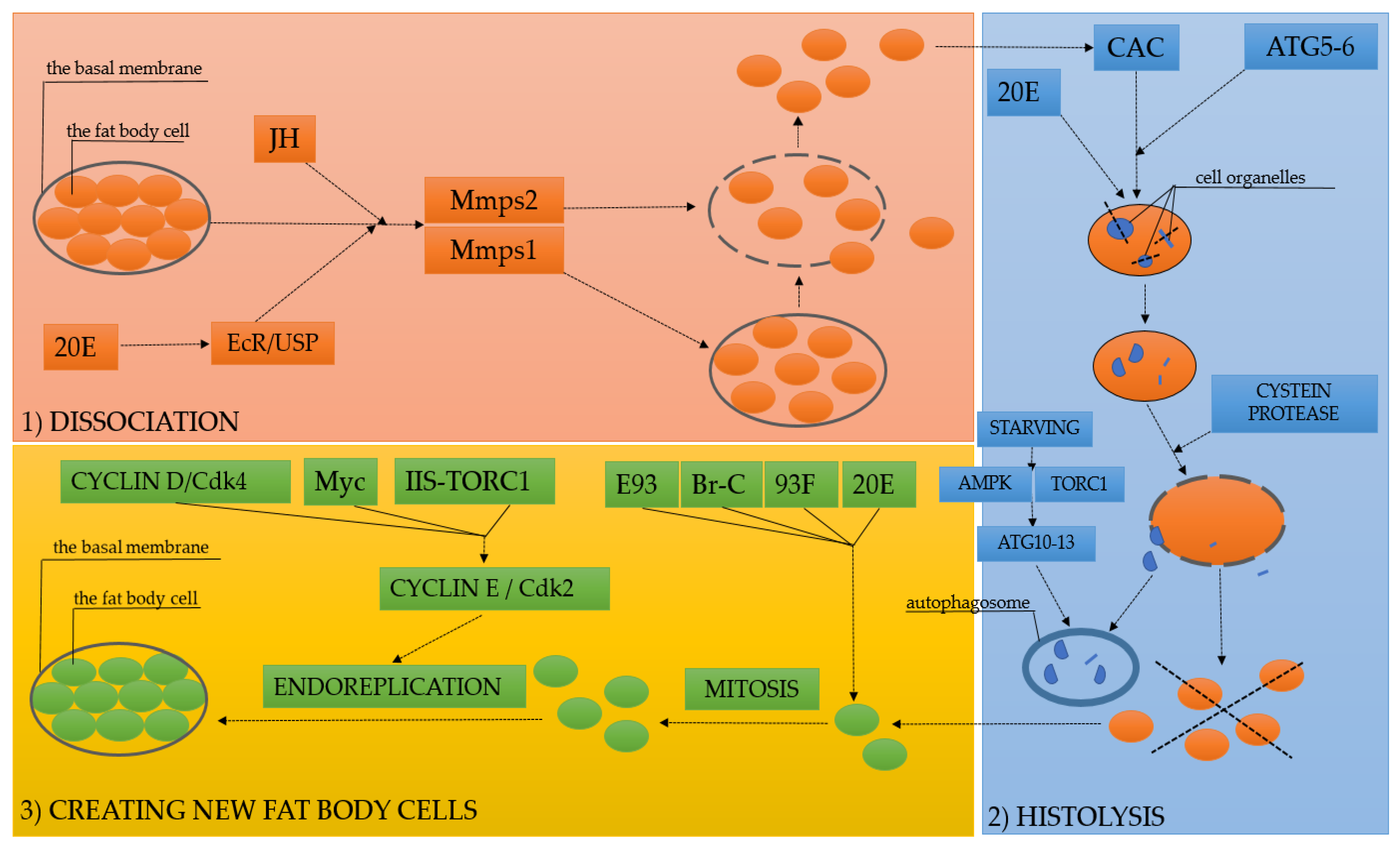 Insects 12 00547 sch001 Insects 12 00547 sch001