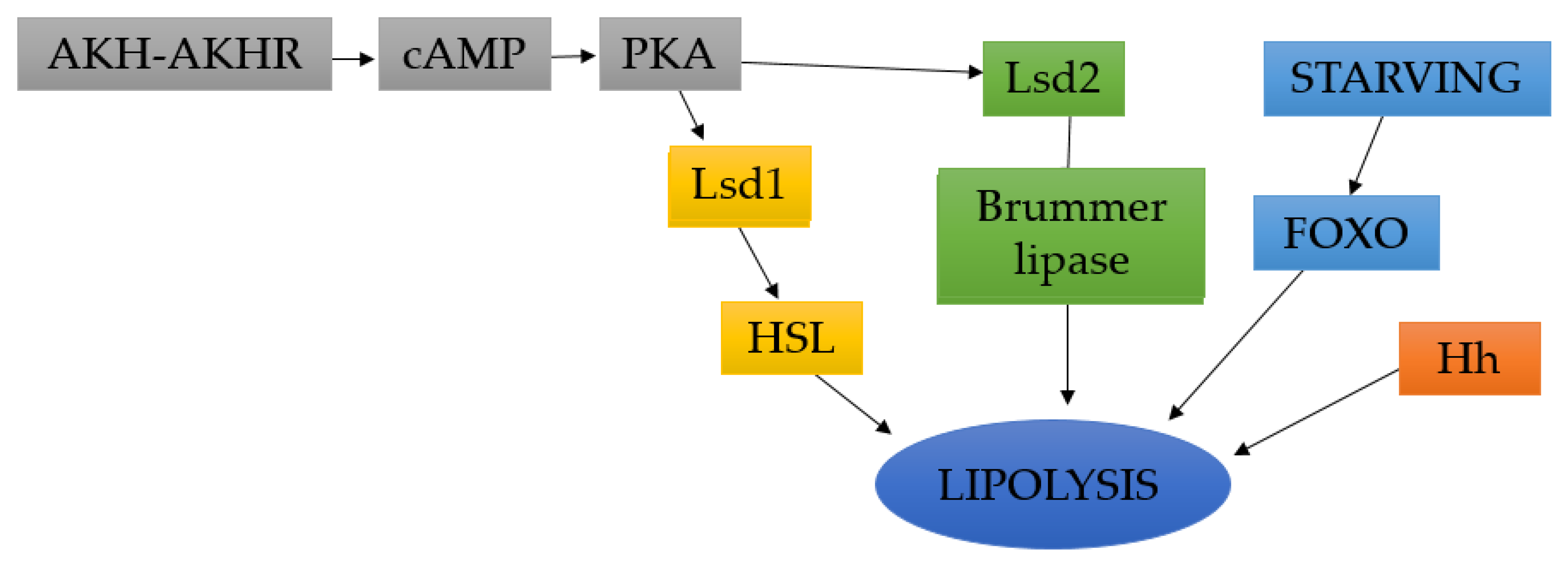 Insects 12 00547 sch002 Insects 12 00547 sch002