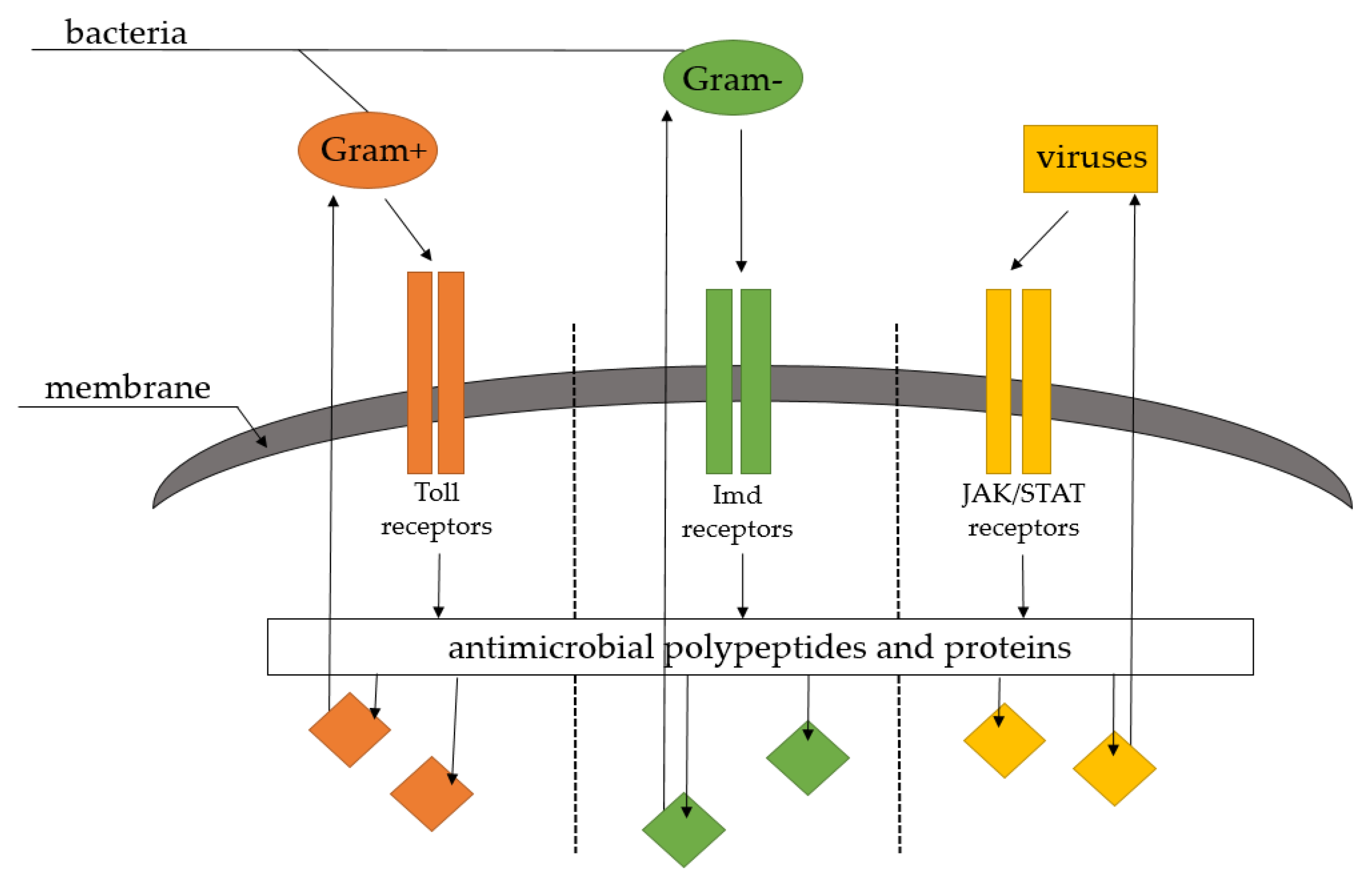 Insects 12 00547 sch005 Insects 12 00547 sch005