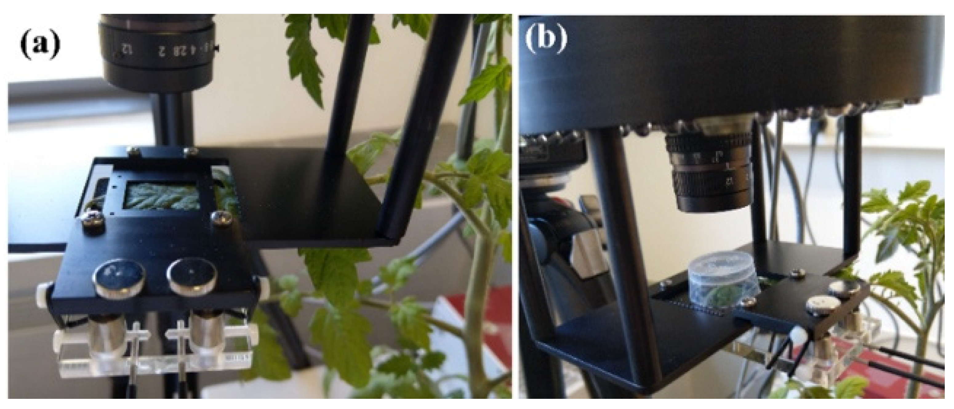 Insects 12 00562 g001