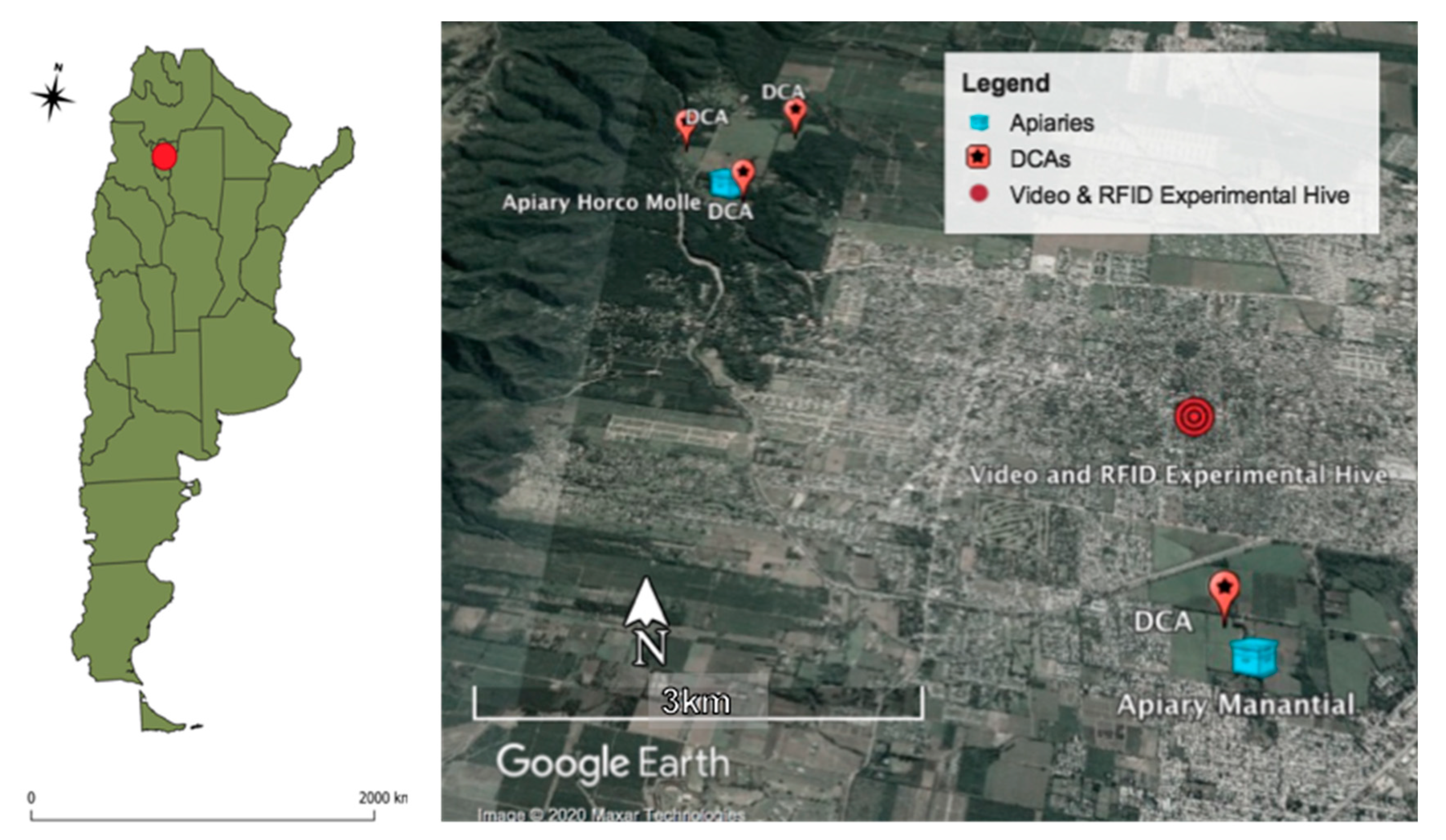 Insects 12 00566 g001