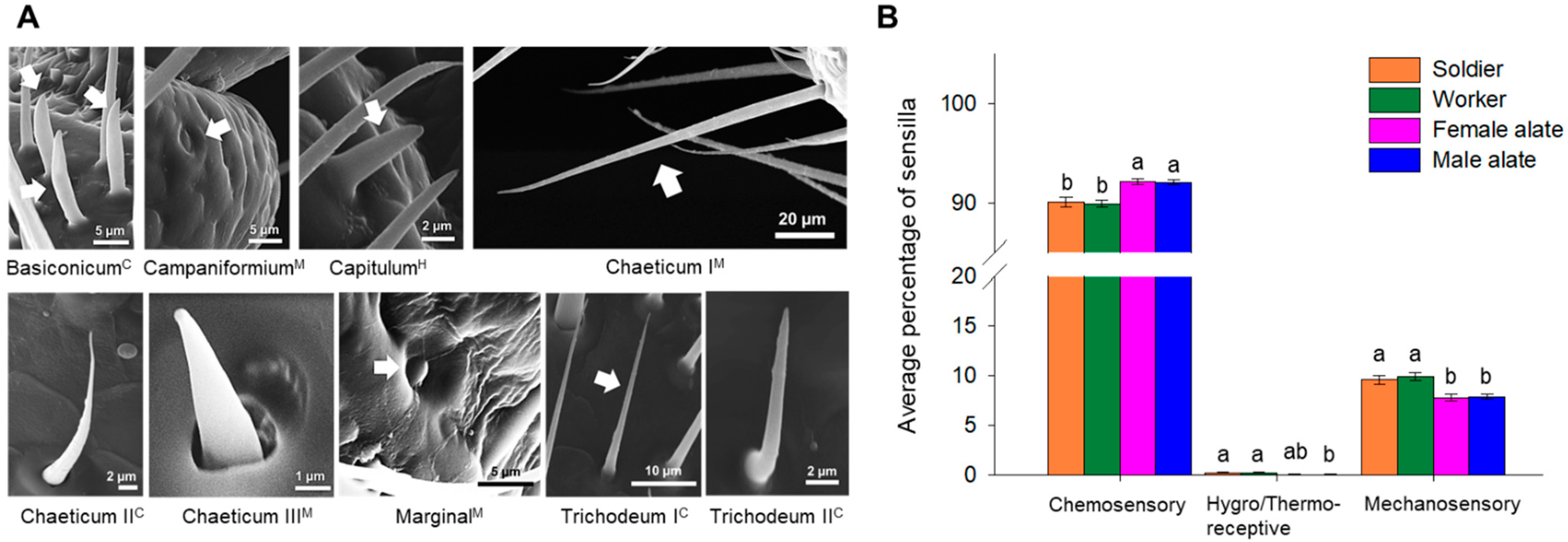 Insects 12 00576 g002