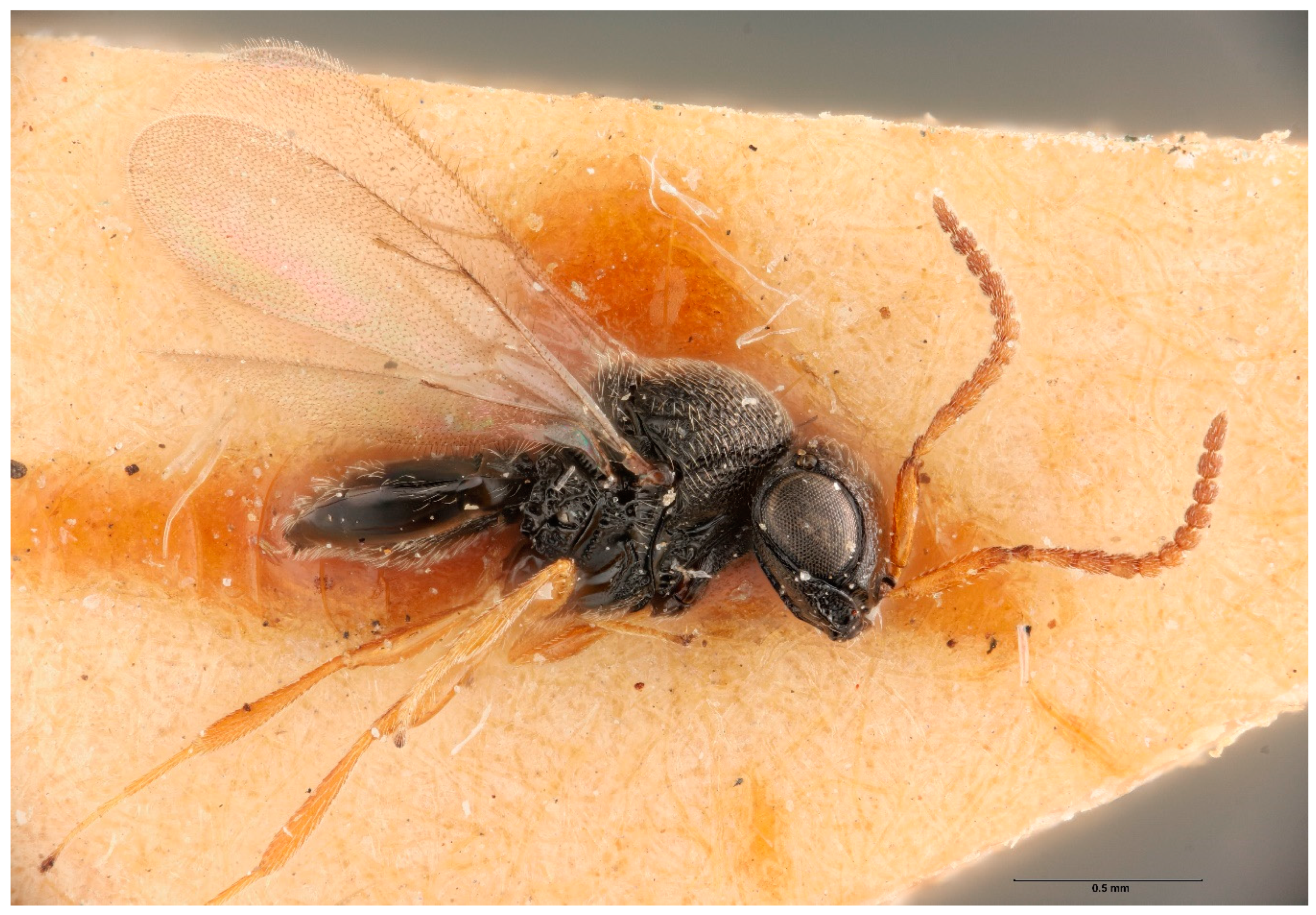 Insects 12 00581 g001