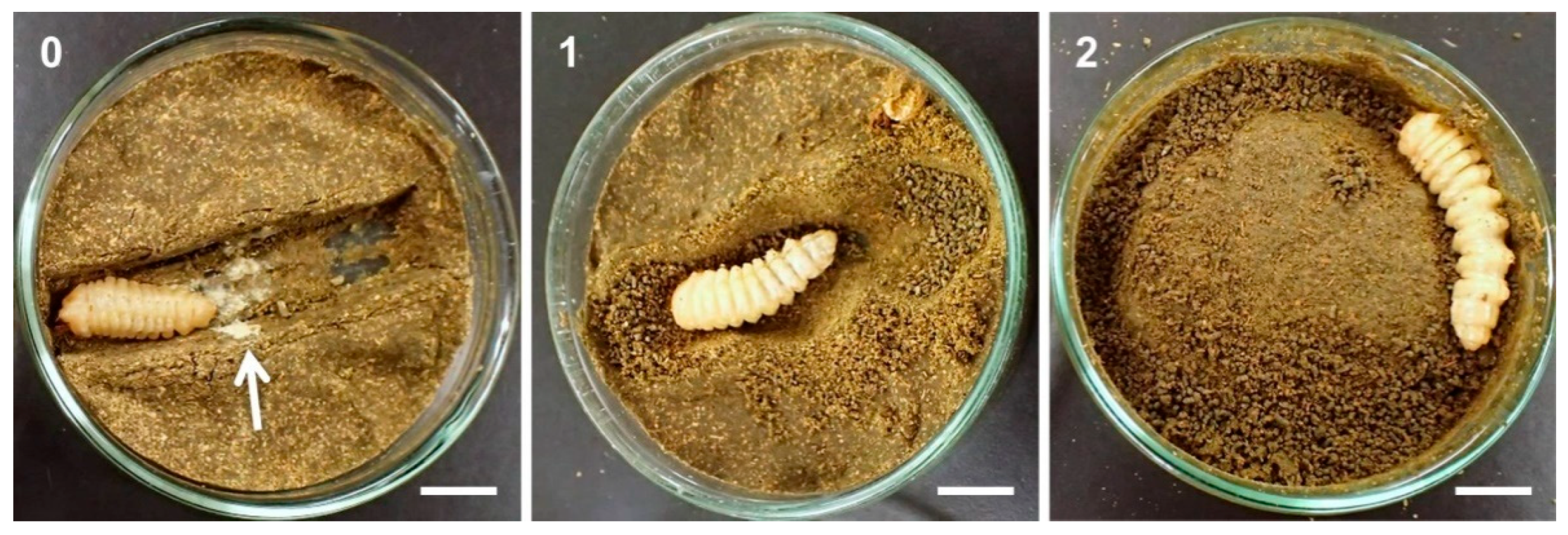 Insects 12 00592 g001