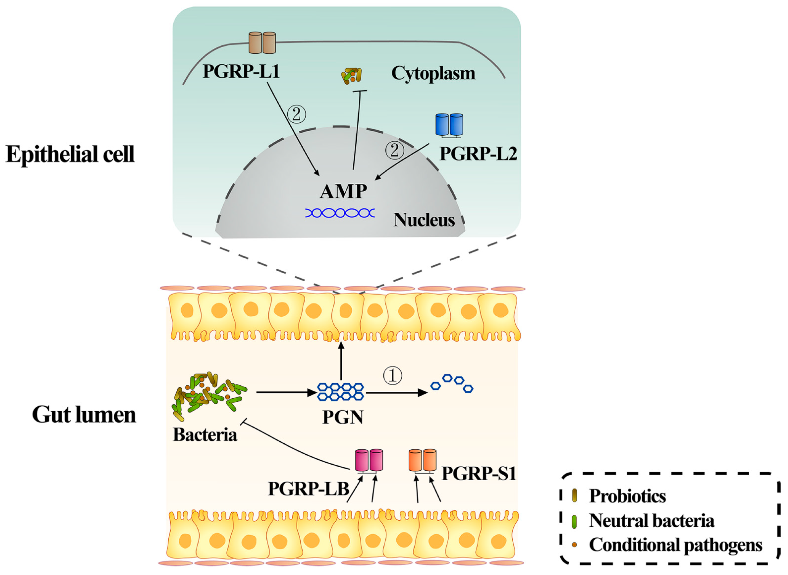 Insects 12 00594 g002
