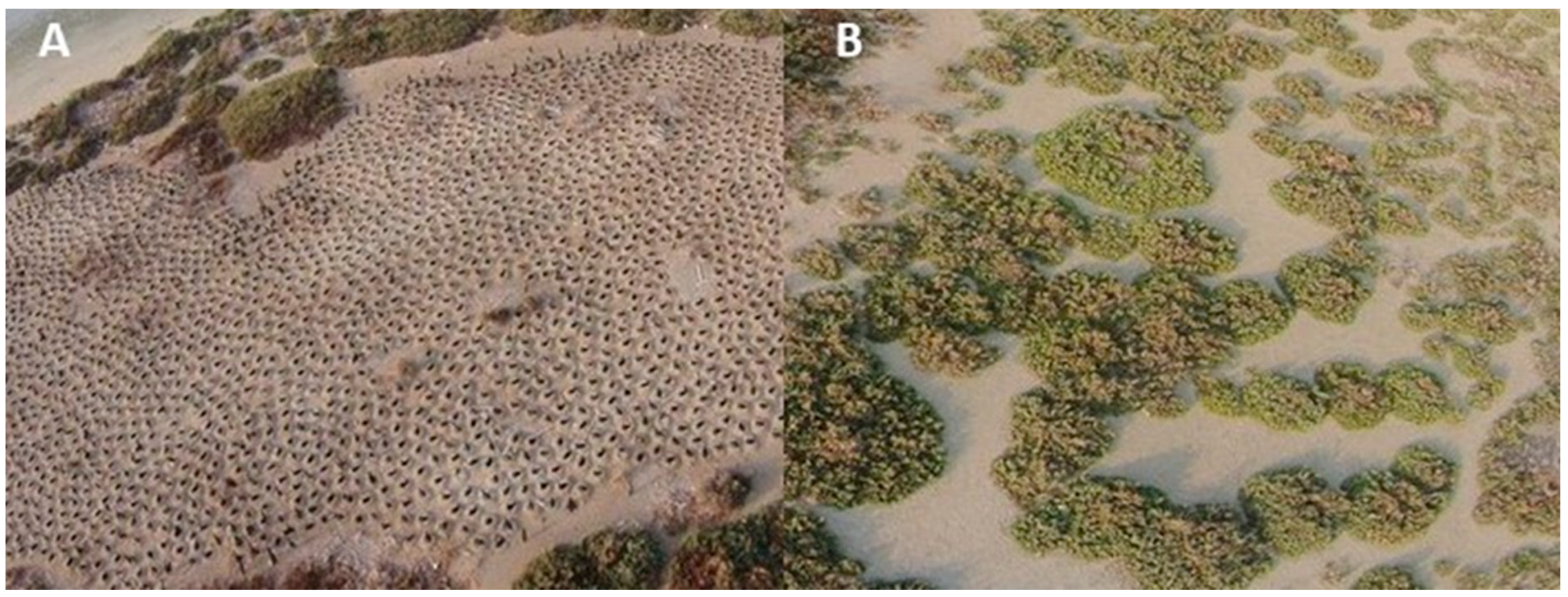 Insects 12 00615 g001