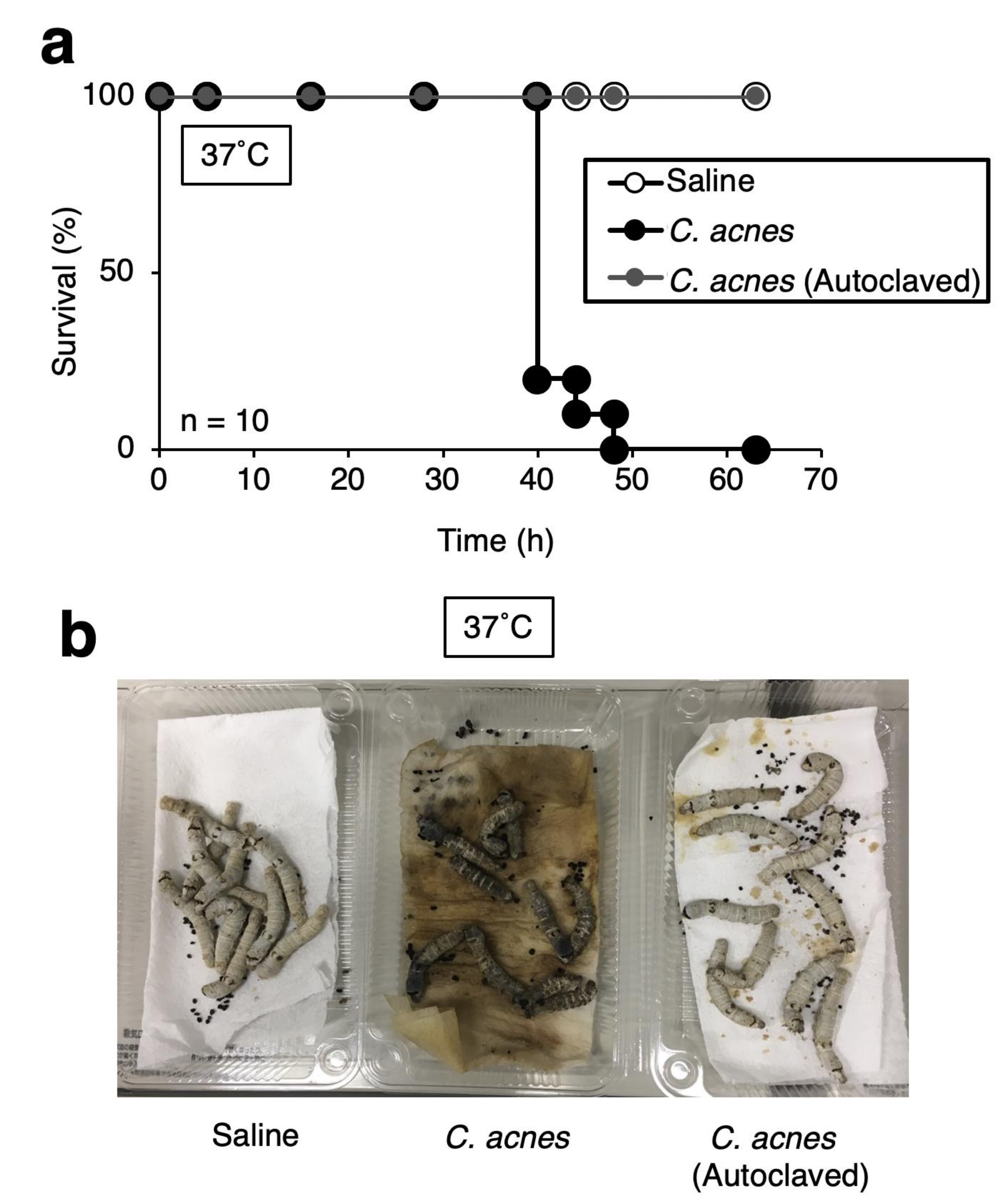 Insects 12 00619 g004