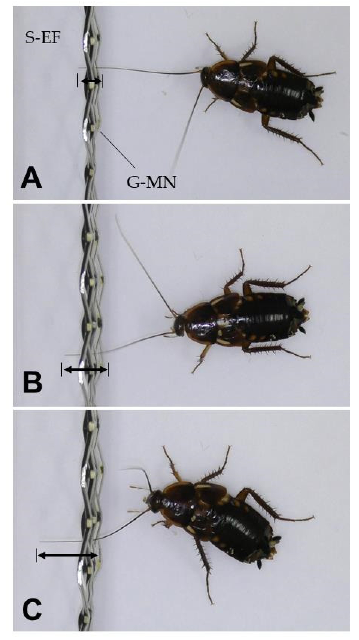 Insects 12 00621 g003