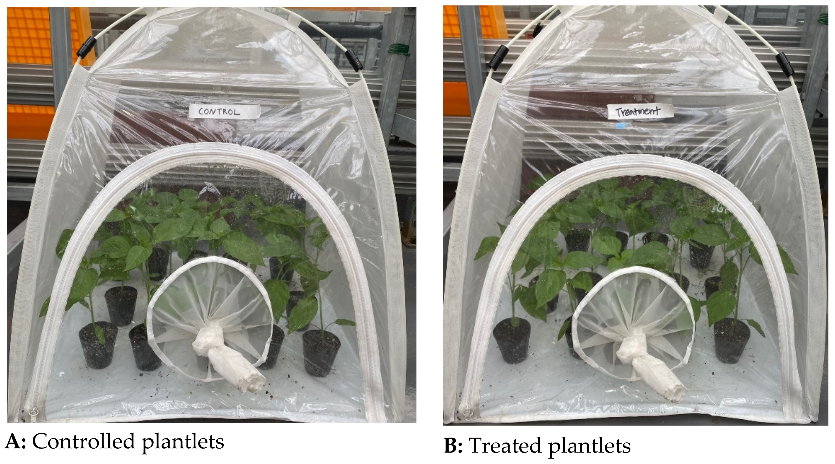 Insects 12 00631 g001