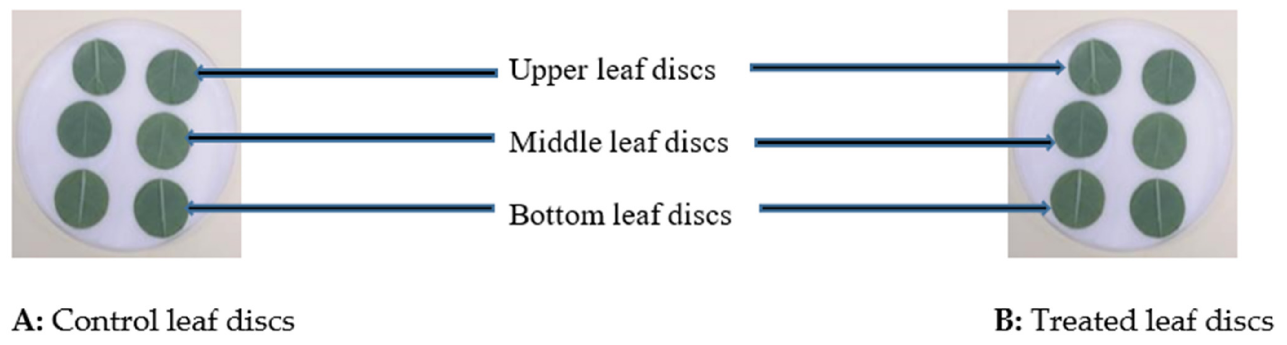 Insects 12 00631 g002