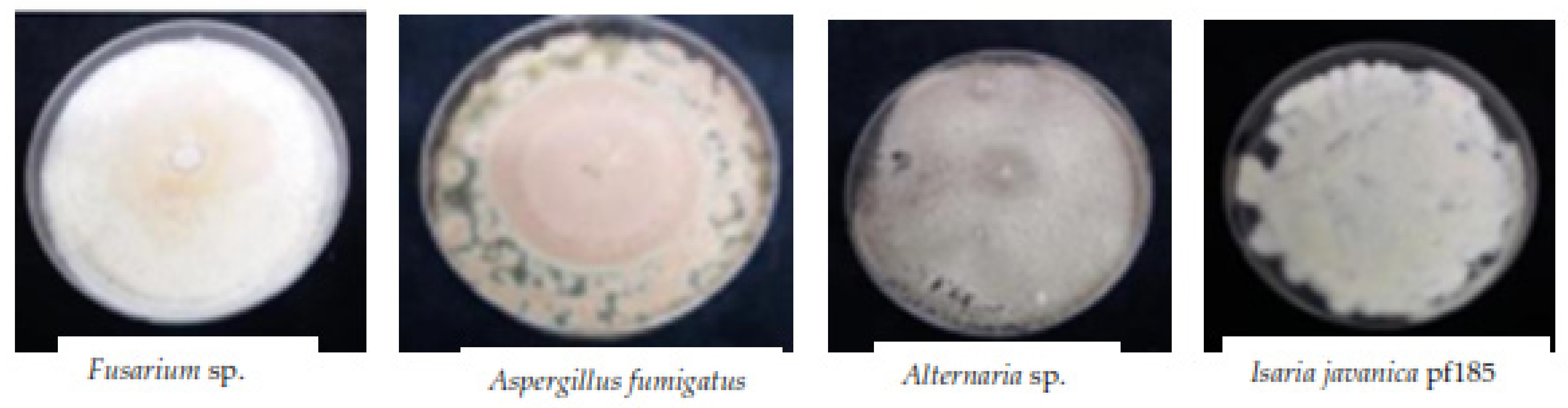 Insects 12 00631 g006