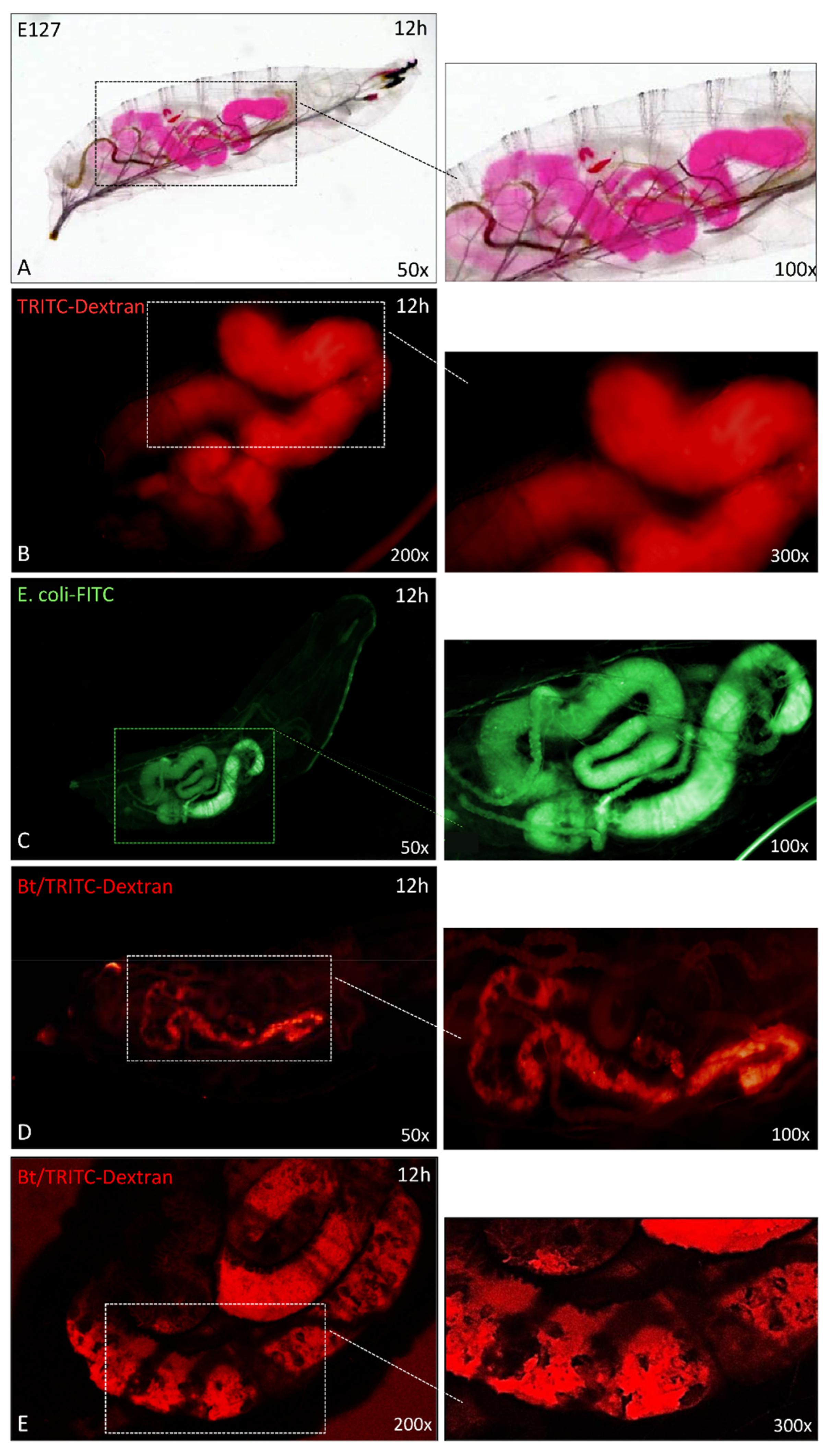 Insects 12 00635 g006 Insects 12 00635 g006