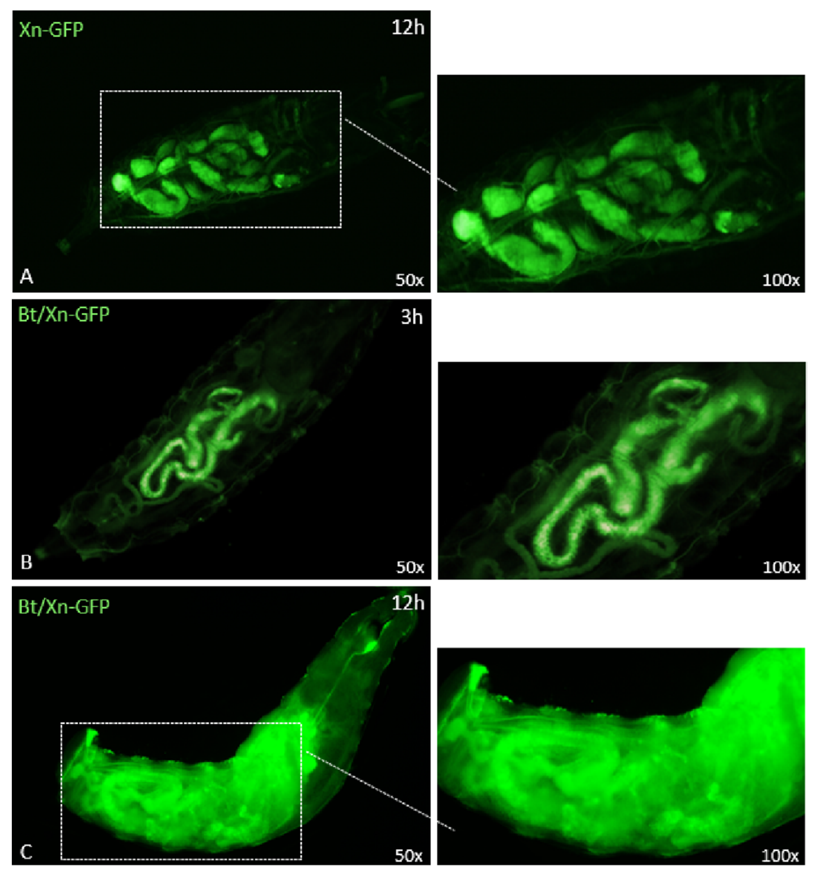 Insects 12 00635 g007 Insects 12 00635 g007