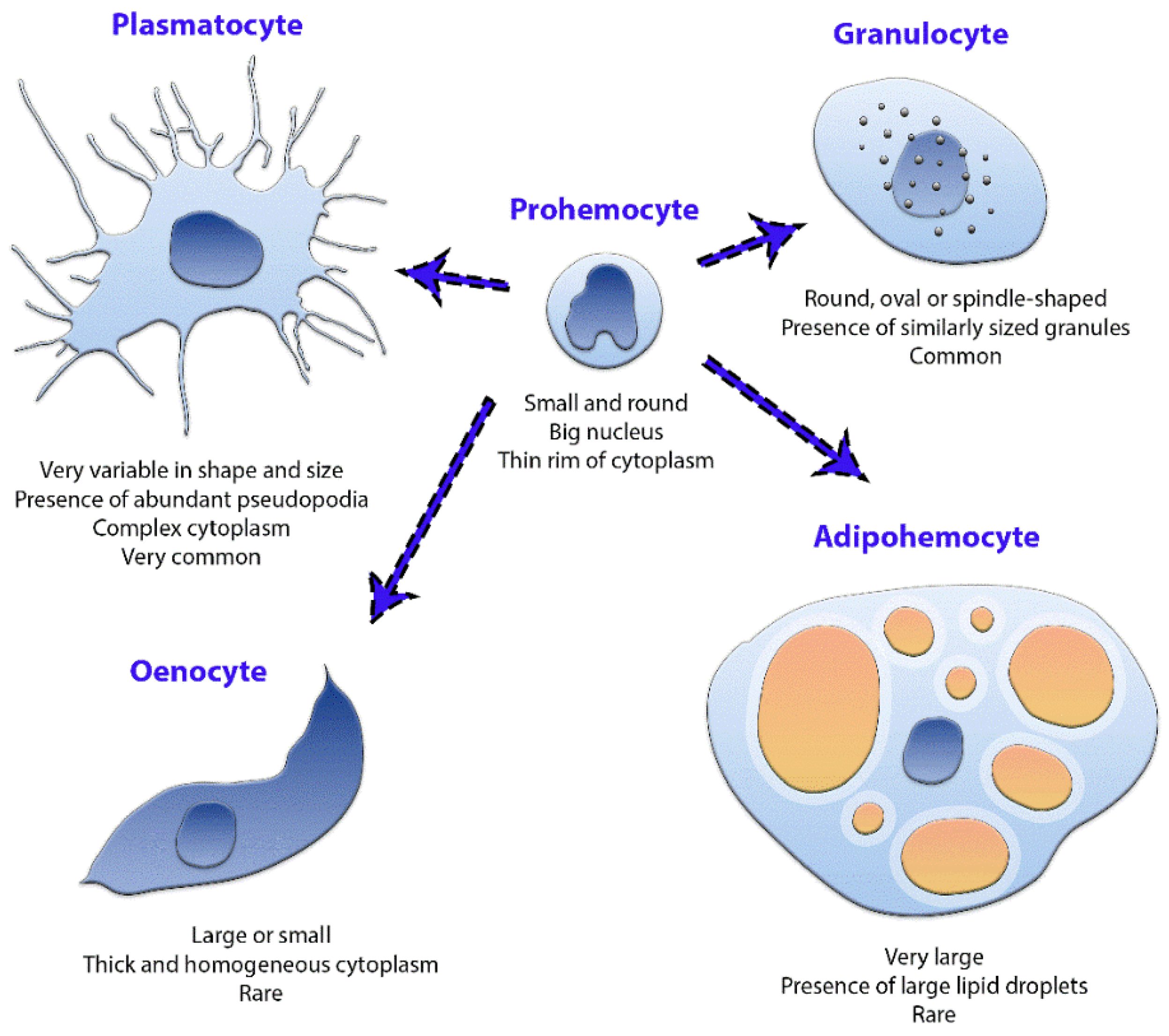 Insects 12 00640 g008