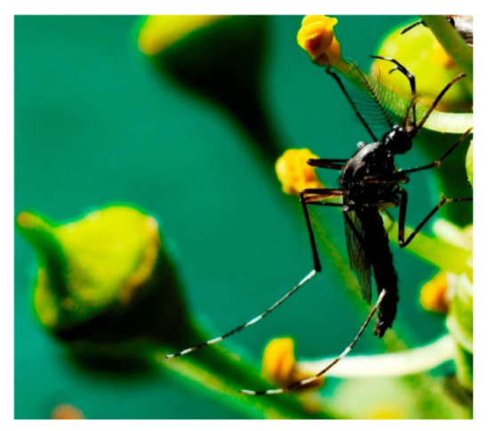 Insects 12 00645 g001